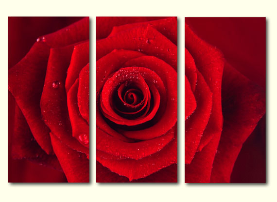 43246redrosekiss.jpg